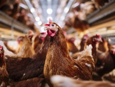 Servicio Agrícola y Ganadero confirmó el primer caso positivo de gripe aviar en la región Metropolitana