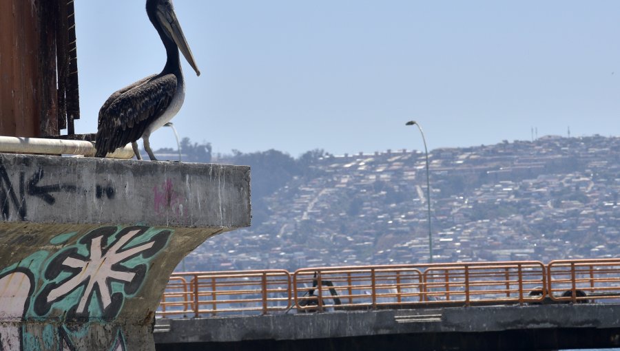 Coordinan a servicios públicos de la región de Valparaíso ante riesgo de propagación de la gripe aviar en otras especies