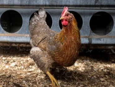 Gobierno confirma segundo caso de gripe aviar en planta de producción de Linares y llama al confinamiento de aves