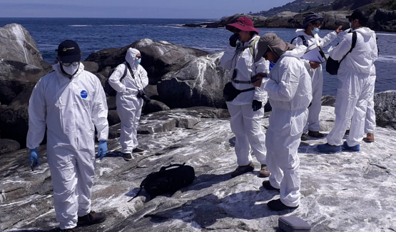 Confirman primer caso de influenza aviar en lobo marino de la región de Valparaíso