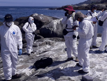Confirman primer caso de influenza aviar en lobo marino de la región de Valparaíso