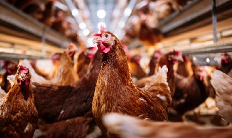 Ministerio de Salud anuncia la detección del primer caso humano de gripe aviar en Chile