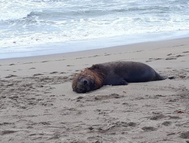 Encuentran más de 70 lobos marinos muertos en la isla Santa María en Coronel: decesos podrían atribuirse a influenza aviar