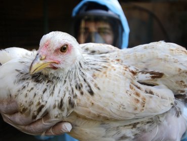 Antofagasta: Senapred canceló Alerta Temprana Preventiva por influenza aviar