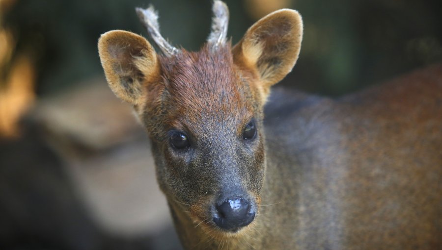 Organización ambiental devela macabro caso de maltrato animal en Hornopirén: desconocidos mataron y empalaron a un pudú