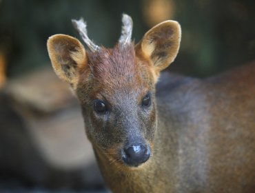 Organización ambiental devela macabro caso de maltrato animal en Hornopirén:  desconocidos mataron y empalaron a un pudú