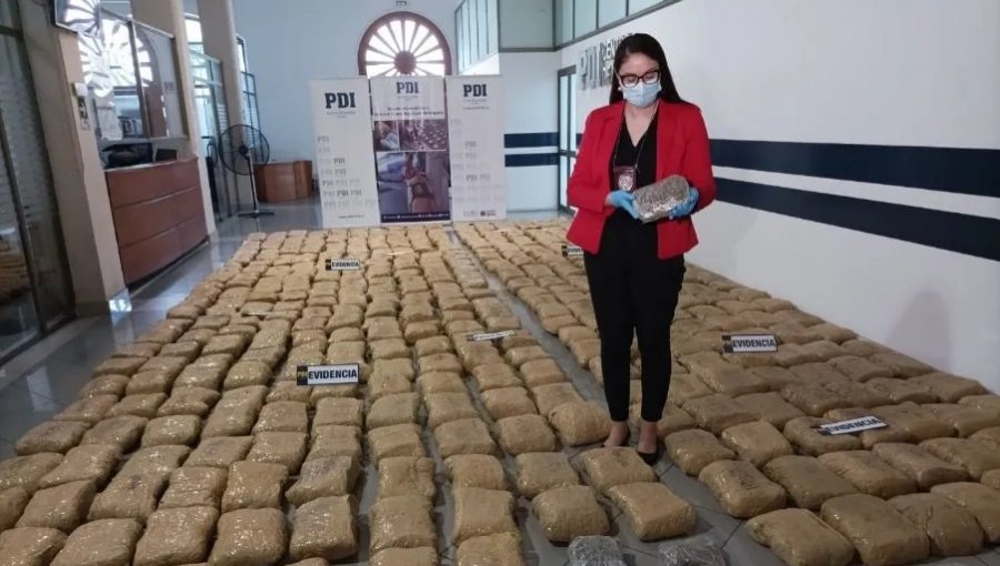 Siete ciudadanos extranjeros detenidos y más de 436 kilos de marihuana decomisados deja operativo en Antofagasta