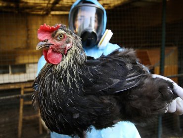 Gobierno informa de 20 casos de influenza aviar en aves de traspatio en la región del Maule