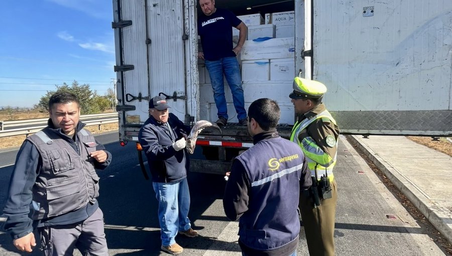 58 toneladas de pesca ilegal fueron incautadas por Sernapesca durante fiscalizaciones de Semana Santa