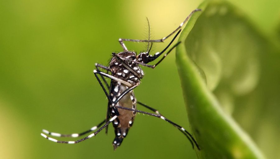 Detectan en Los Andes mosquito vector del dengue, la fiebre amarilla y el virus Zika