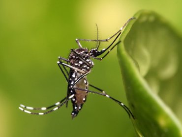 Detectan en Los Andes mosquito vector del dengue, la fiebre amarilla y el virus Zika