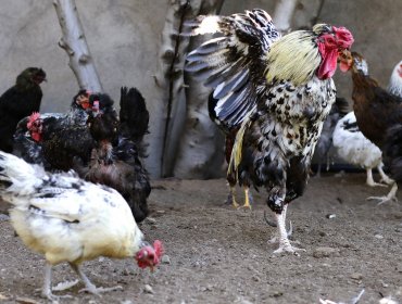 SAG confirmó la detección de nuevo caso de gripe aviar en plantel industrial de aves en la región del Biobío