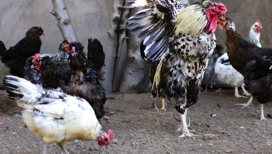 SAG confirmó la detección de nuevo caso de gripe aviar en plantel industrial de aves en la región del Biobío