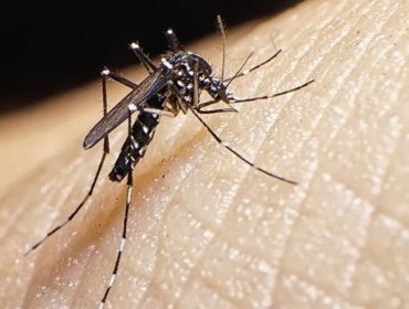 Refuerzan medidas de prevención y control tras hallar huevos del mosquito vector de dengue, fiebre amarilla y Zika en Los Andes