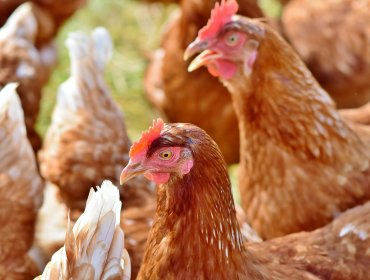 SAG confirmó casos de gripe aviar en plantel industrial de gallinas de la región del Biobío
