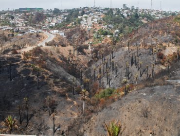 Abordan acciones para la restauración ecológica y prevención de riesgo de desastres en zona afectada por incendio en Viña