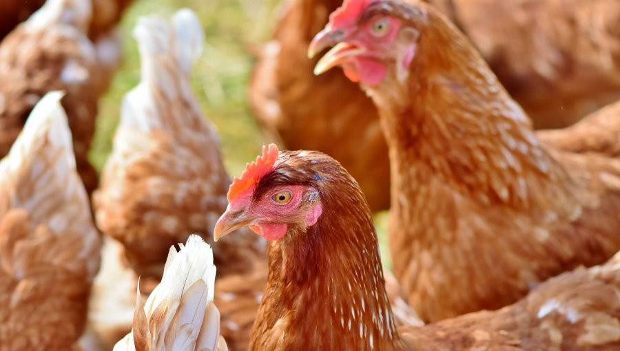 SAG confirmó casos de gripe aviar en plantel industrial de gallinas de la región del Biobío