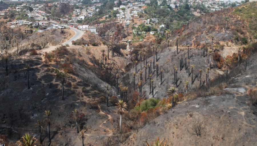 Abordan acciones para la restauración ecológica y prevención de riesgo de desastres en zona afectada por incendio en Viña