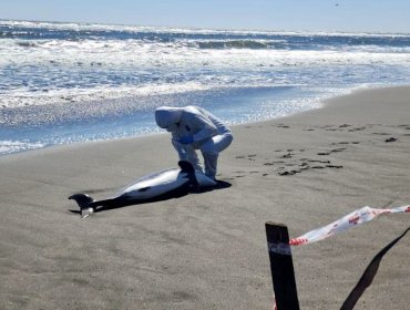 Dos delfines chilenos dieron positivo a gripe aviar en las regiones del Maule y Ñuble