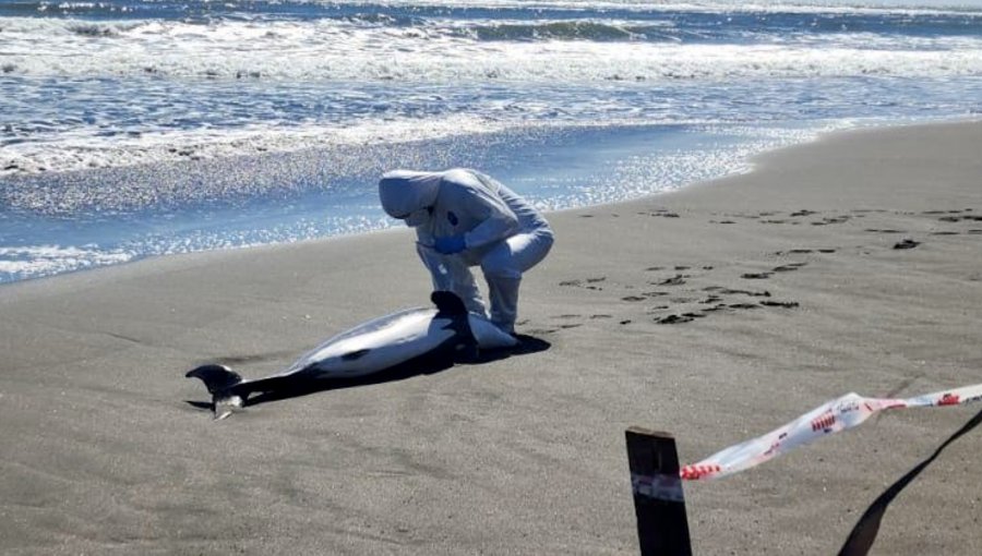 Dos delfines chilenos dieron positivo a gripe aviar en las regiones del Maule y Ñuble