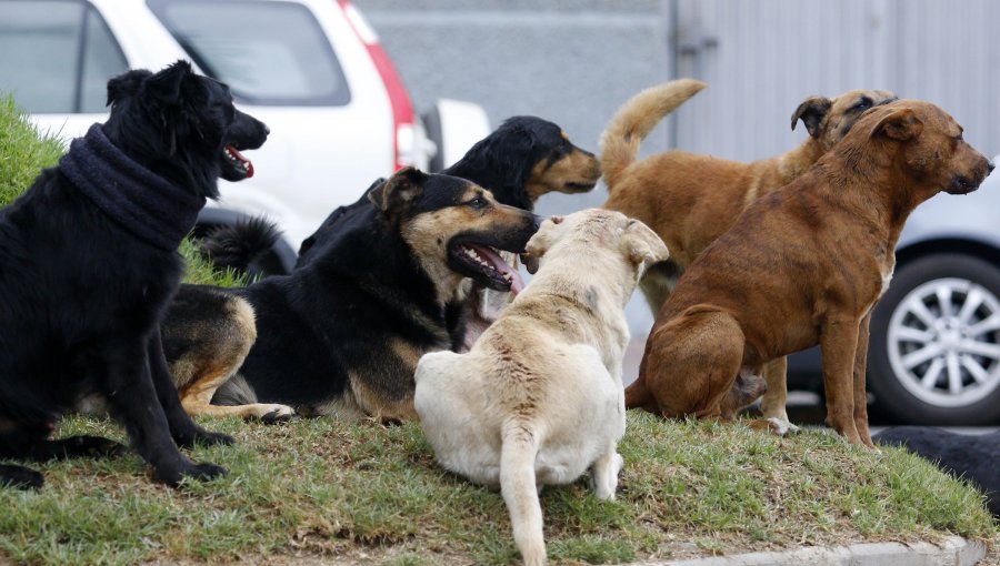 Mujer falleció tras ser atacada por jauría de perros en Buin: hombre que salió en su defensa resultó herido