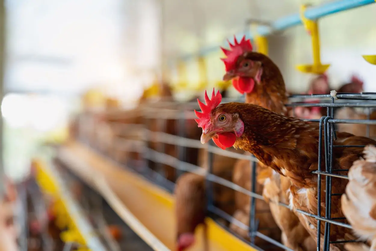 Decretan Emergencia Agrícola en las 12 comunas de la provincia de Concepción debido al avance de la gripe aviar