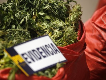 Denuncia por "fuerte olor a marihuana" permitió incautar más de 300 plantas de cannabis desde una casa en La Pintana
