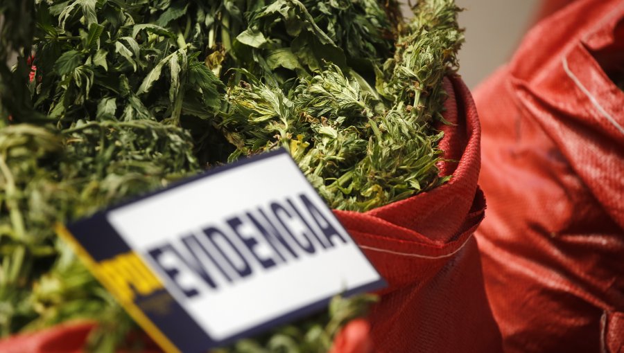 Denuncia por "fuerte olor a marihuana" permitió incautar más de 300 plantas de cannabis desde una casa en La Pintana