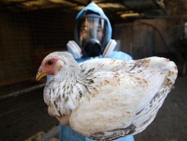 Avance de la influenza aviar motiva a citar sesión especial en el Senado