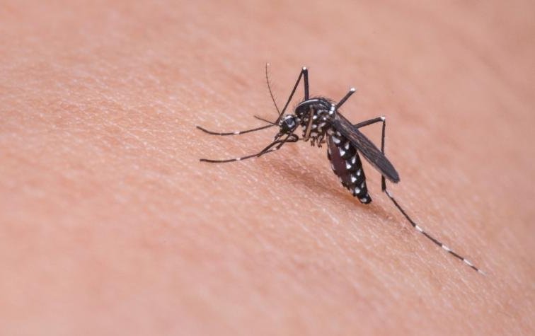 Declaran alerta sanitaria en Valparaíso y otras seis regiones ante riesgo del mosquito que transmite el dengue y la fiebre amarilla