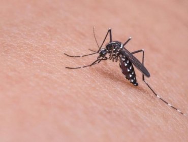 Declaran alerta sanitaria en Valparaíso y otras seis regiones ante riesgo del mosquito que transmite el dengue y la fiebre amarilla