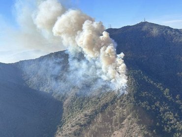 Alerta Roja en Papudo y Zapallar: 330 hectáreas ha consumido incendio forestal que ya está contenido, pero aún con puntos calientes