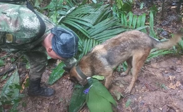 Qué se sabe de los 4 niños desaparecidos tras accidente aéreo en la selva colombiana en el que murieron todos los adultos