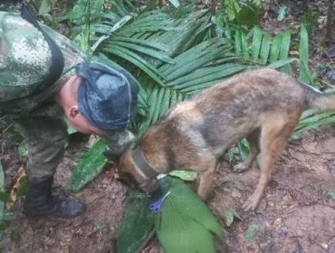 Qué se sabe de los 4 niños desaparecidos tras accidente aéreo en la selva colombiana en el que murieron todos los adultos