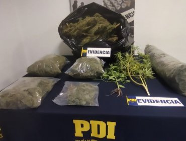 Detienen a un hombre y decomisan más de 35 millones de pesos en marihuana en Llay Llay