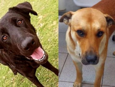 U. del Alba fija plazo de tres días para investigar denuncias sobre perros sacrificados para clases de anatomía en La Serena