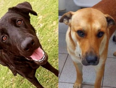 Universidad del Alba desvinculó a cuatro funcionarios y suspendió a vicerrector tras denuncia de matanza de perros