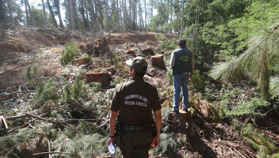 Conaf capacita a Carabineros de Valparaíso en torno a la fiscalización de cortas ilegales de bosque nativo