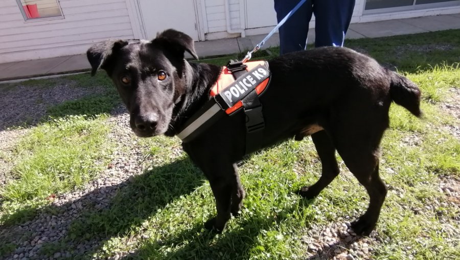 Mascotas abandonadas tras el megaincendio en Viña del Mar buscan un hogar definitivo