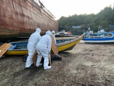 Reportan el primer caso de un mamífero marino con gripe aviar en Aysén: 9.420 animales han fallecido en el territorio nacional