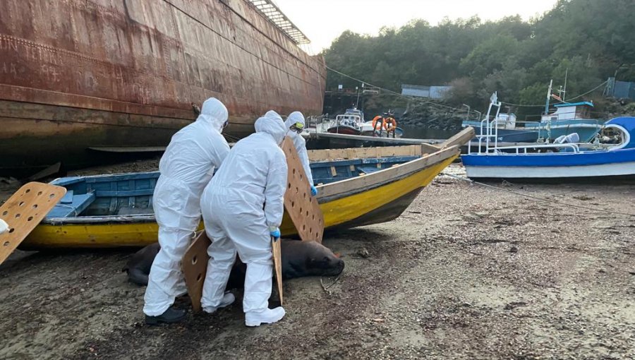 Reportan el primer caso de un mamífero marino con gripe aviar en Aysén: 9.420 animales han fallecido en el territorio nacional