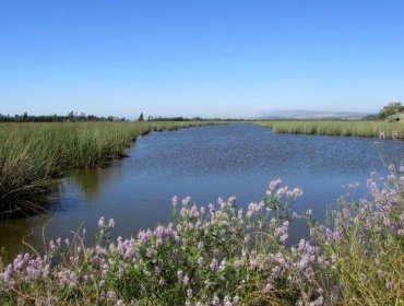 Senadora Allende por proyecto de ley que crea el Servicio de Biodiversidad y Áreas Protegidas: "Chile lo necesita a la brevedad"