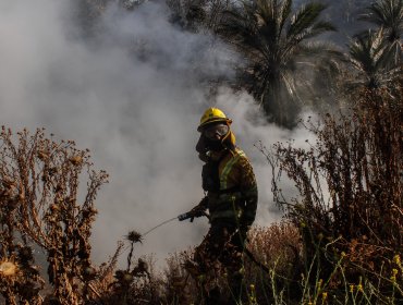 Informe de Conaf reveló intencionalidad en un tercio de los incendios forestales