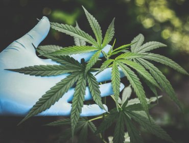 Fallo de la Corte de Valparaíso absuelve a imputado por cultivar cannabis sativa con fines medicinales en San Felipe