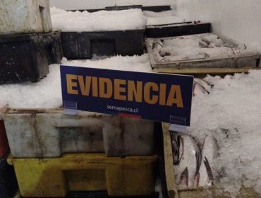 Incautan 4,6 toneladas de merluza sin acreditar su origen legal en la región de Valparaíso