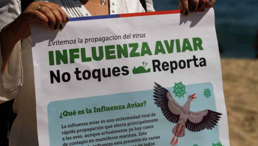 SAG confirmó sacrificio de 500 mil aves en recinto de Agrosuper en Melipilla