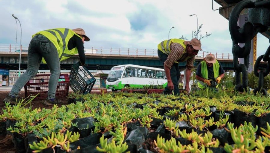 Impulsan proyecto de mantención y limpieza de parques, plazas y jardines de Valparaíso