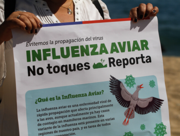 SAG confirmó sacrificio de 500 mil aves en recinto de Agrosuper en Melipilla