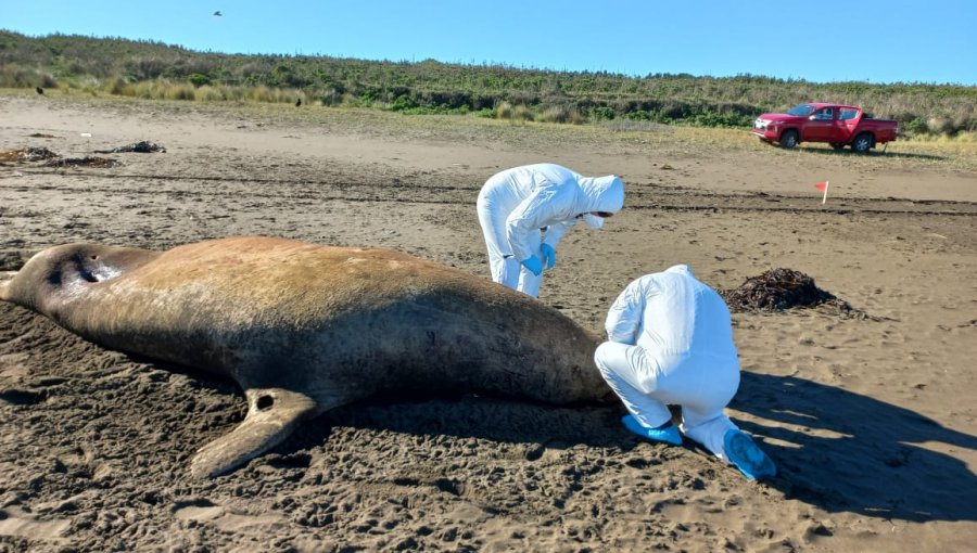 Más de 11 mil animales marinos han sido afectados por la influenza aviar en Chile