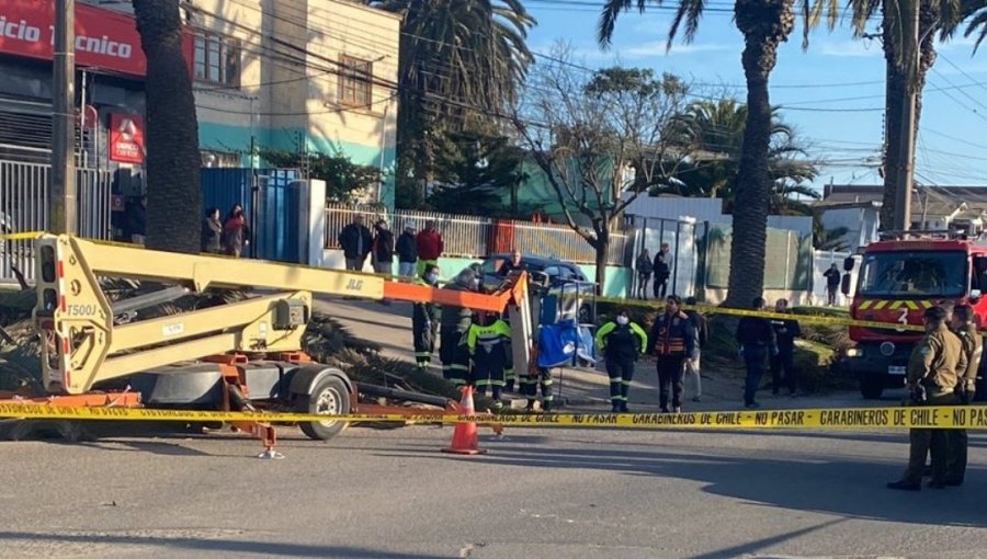 Trabajador perdió la vida tras sufrir una caída al electrocutarse mientras podaba una palmera en Llolleo